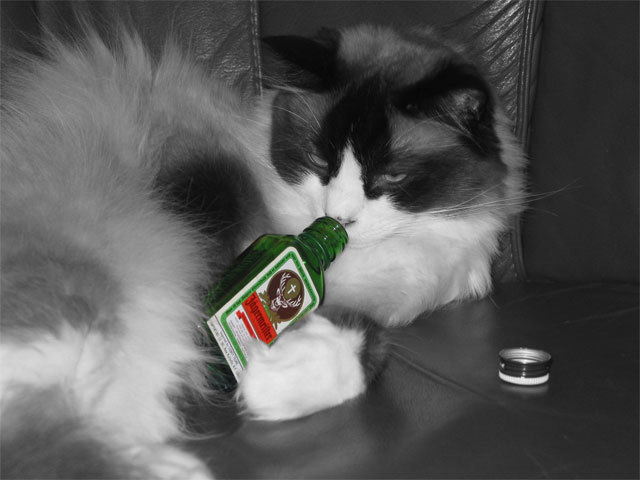 jagermeister_does_a_body_good_by_nikoncha.jpg